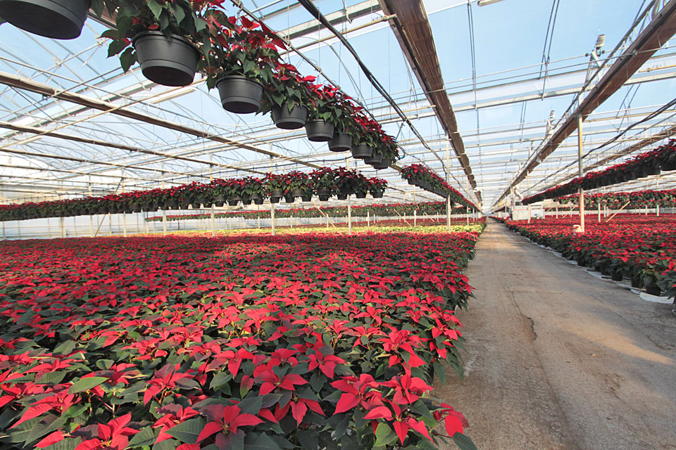 Il Lazio tra i grandi della floricoltura