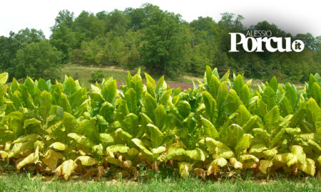 Il tabacco non finisce in fumo: intesa da 20 milioni